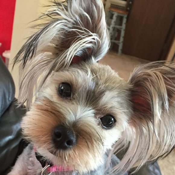 Meet your Posher, Stephanie - Picture 1 of 1